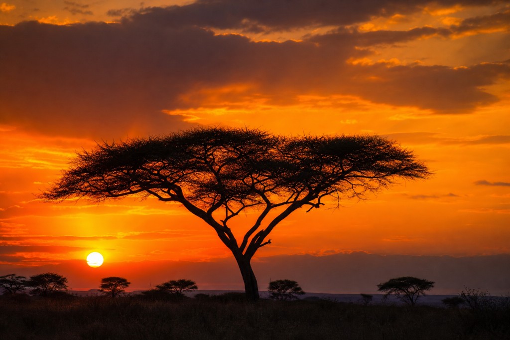 Acacia silhouette at sunset